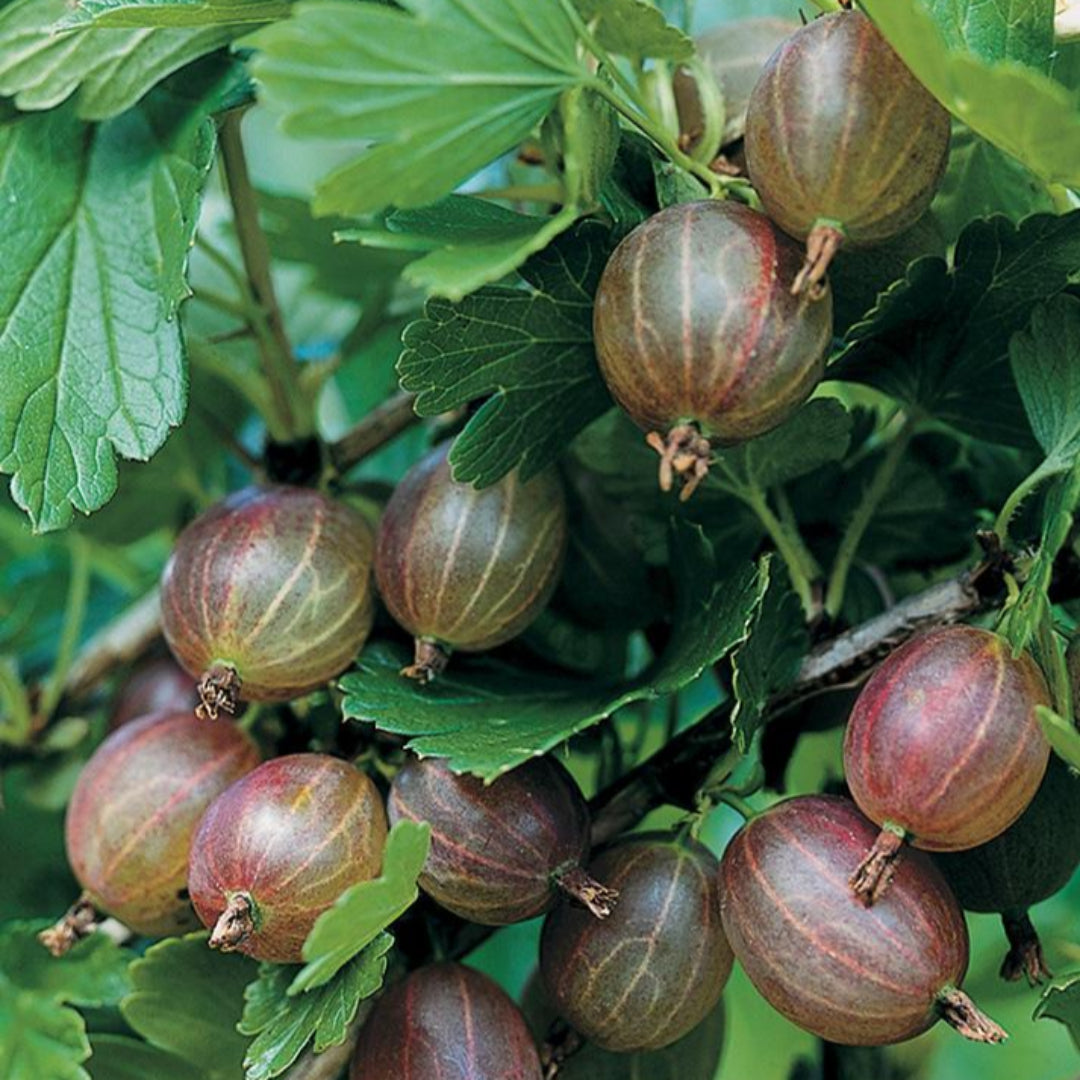 Pixwell Gooseberry Tree