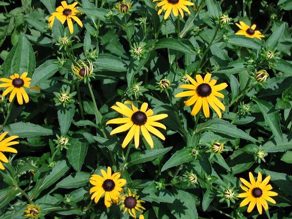 Rudbeckia Fulgida 'Goldstrum' Black Eye Susan Gorgeous Golden Yellow Blooms with Black Cone Centers Begin In Summer and Last Into Fall.