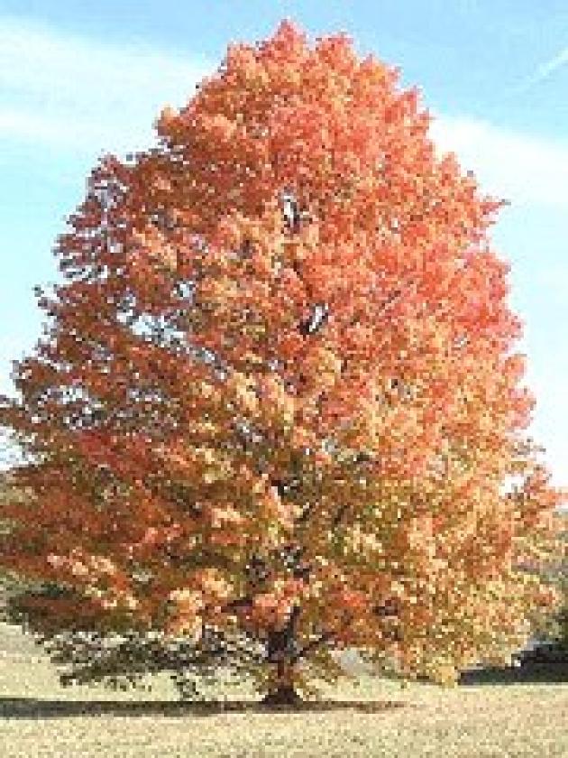 Silver Maple Tree