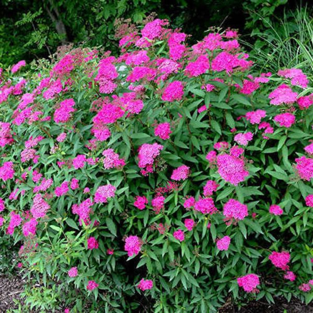Anthony Waterer Spirea Shrub with pink blooms