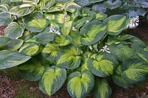 1 Gallon Pot: Hosta 'Brother Stefan' Ppaf. Plantain Lily. Heavily Corrugated, Golden Centered Leaves with Irregular Dark Green Margins
