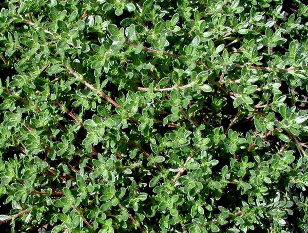 Thymus Serpyllum 'Pink Chintz' Pink Chintz Thyme is An Evergreen Herb with Fuzzy, Dark Green Leaves and Pink Blooms Early Spring