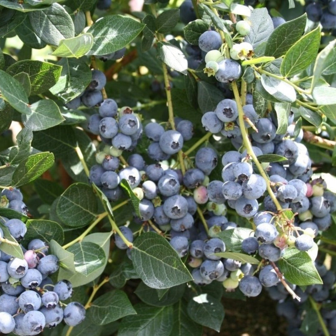 Harvest-ready berries seen on Top Hat Blueberry plant