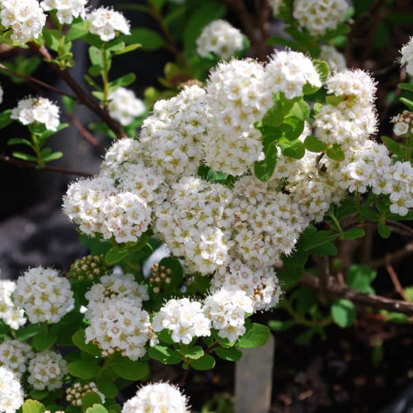 (1 Gallon) Tor' Spirea, Birch Like Leaf, Small White Flowers, Cold Hardy-Great Hedges/Border