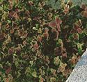 (10 Count Flat-4 Inch Pots) Trifolium Repens Atropurpureum' Bronze Dutch Clover