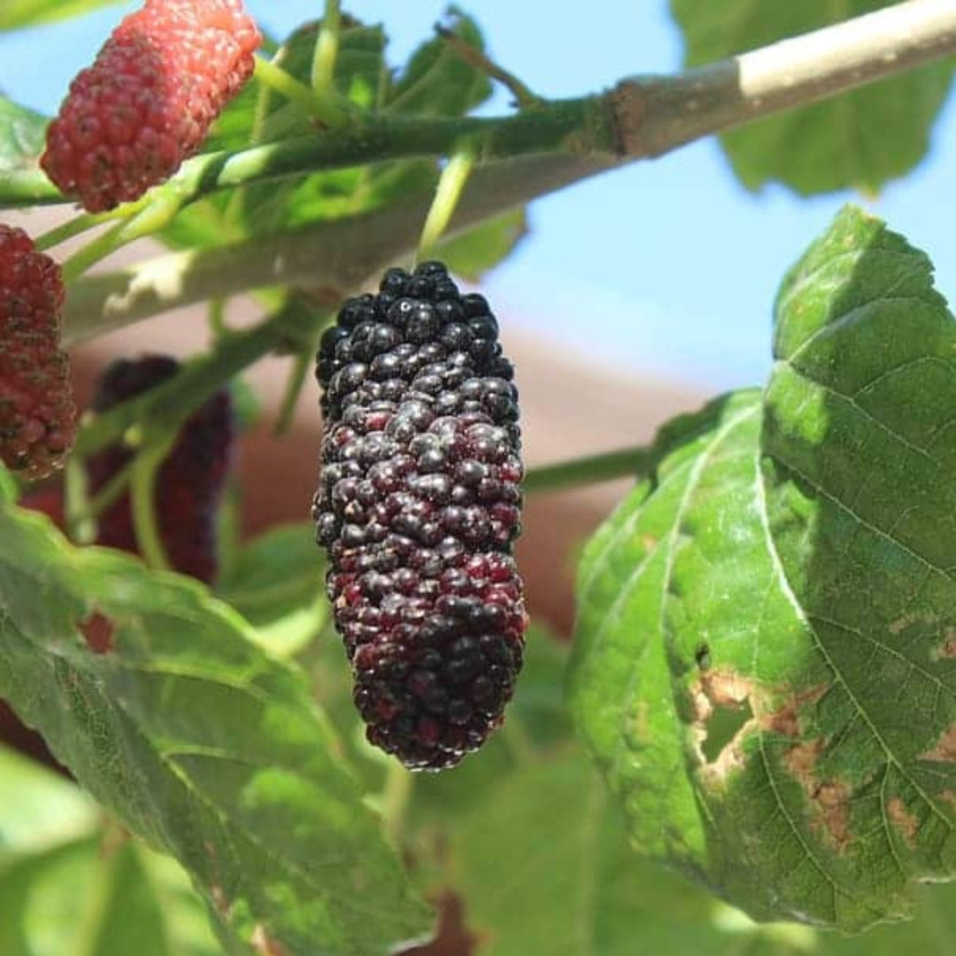 Persian Mulberry Tree