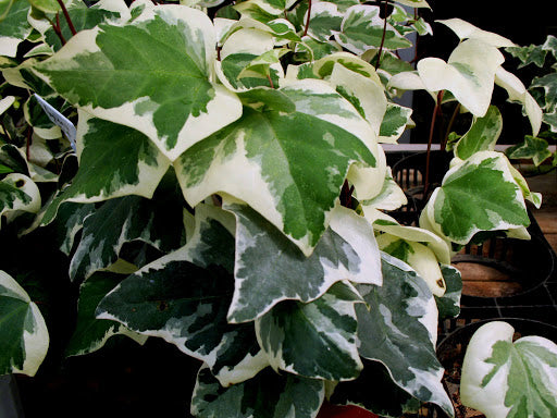 (10 Count Flat/3.5 Inch Pots) Gold Child' Gold Variegated Ivy