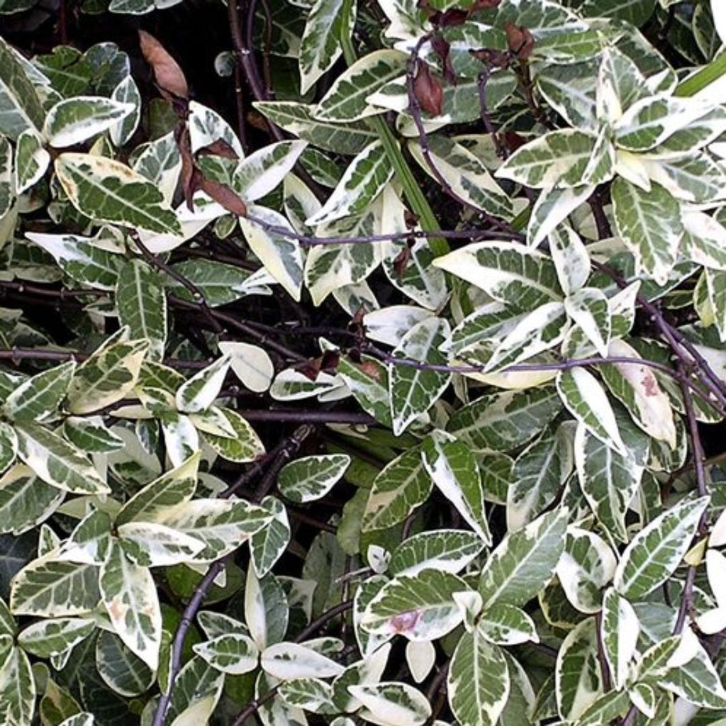 Variegated Confederate Jasmine - Gorgeous Varigated Dark Green and Cream Foliage