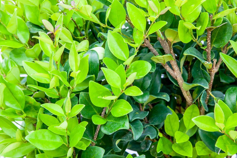 Wax Leaf Ligustrum- Beautiful Dark Green, Lustrous Foliage with Aromatic Flowers Producing Fleshy