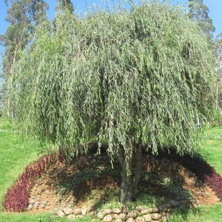 Weeping Willow Tree in pot with green arching branches
