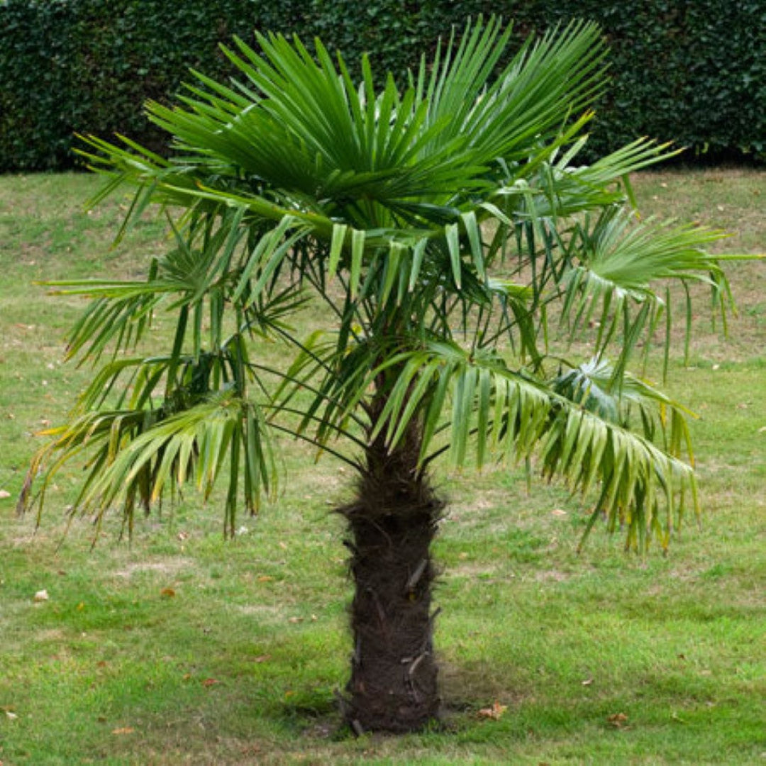 Windmill Palm Tree with green fan-like fronds