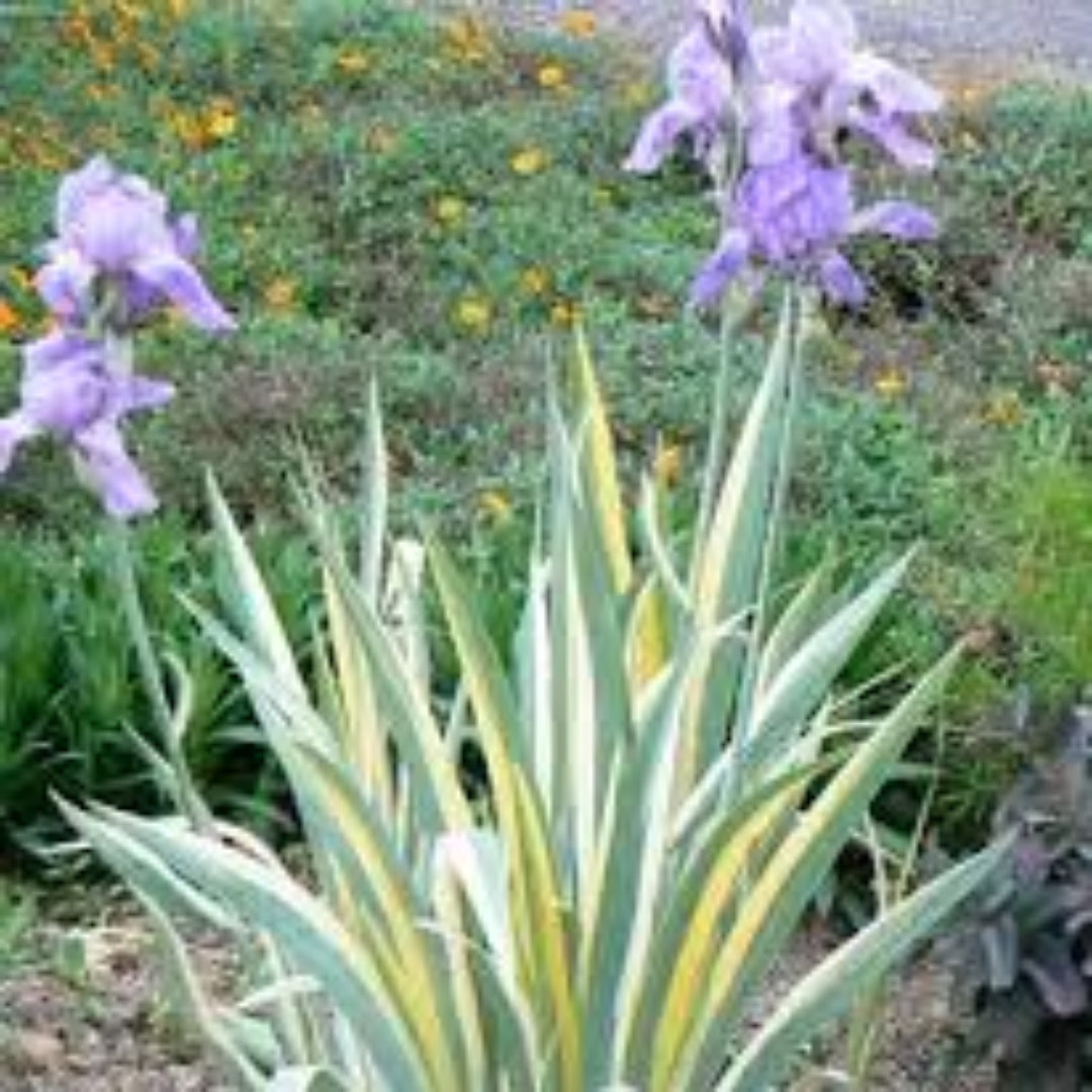 (1 Gallon) Iris Pallida Aureo Variegata Zebra Iris - It Forms a Low Clump of Sword-Like Leaves, with Golden-Yellow and Grey-Green Stripes