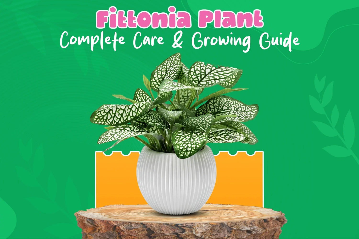 Fittonia plant care and growing guide