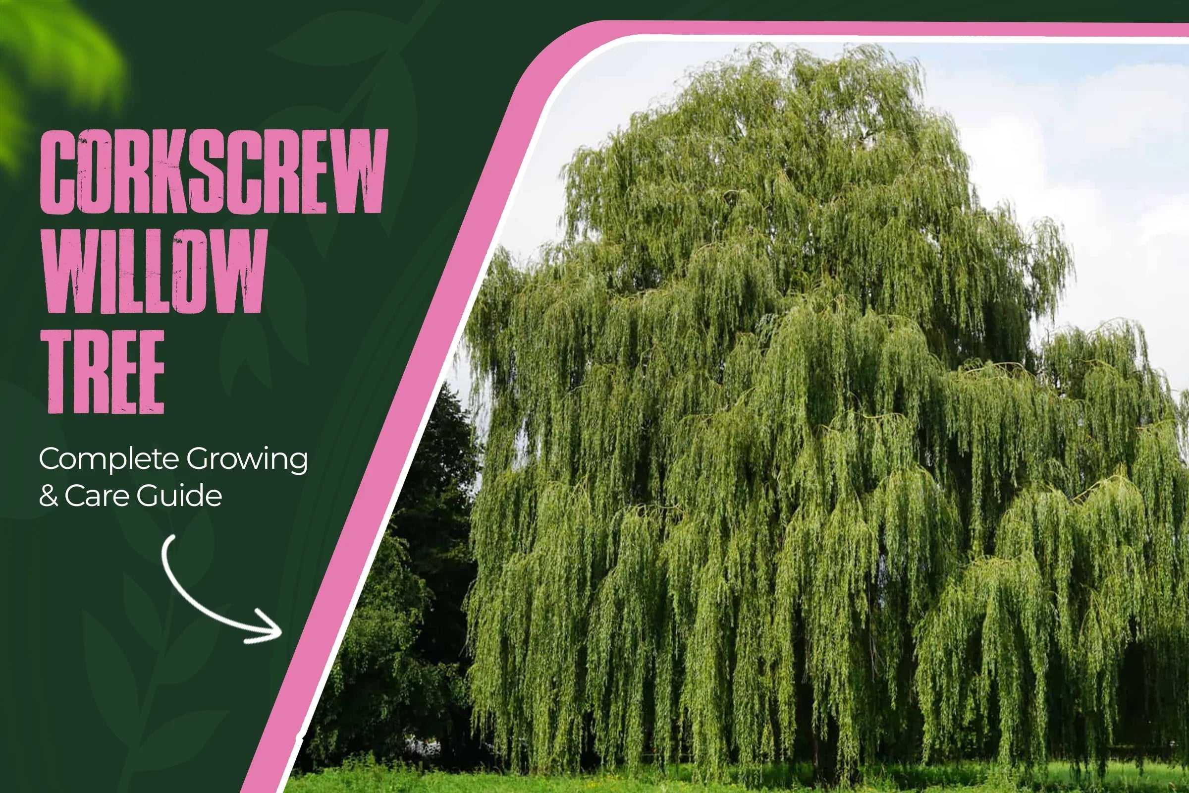 Corkscrew Willow Tree planting and care guide 