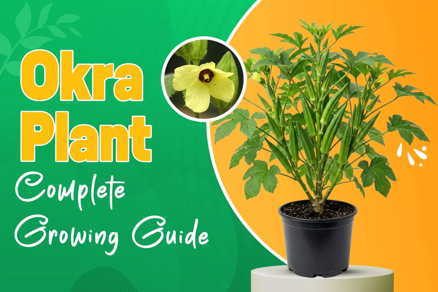 Okra plant growing,care and harvest guide