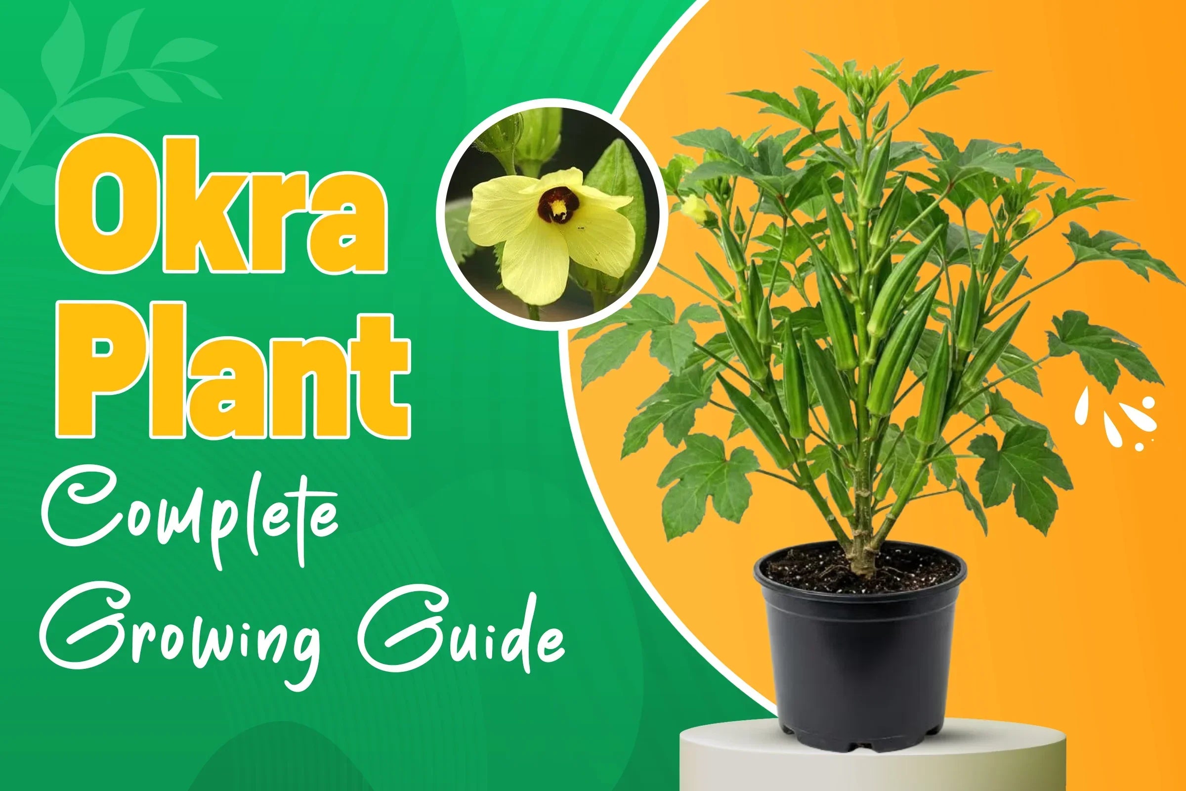 Okra plant growing,care and harvest guide