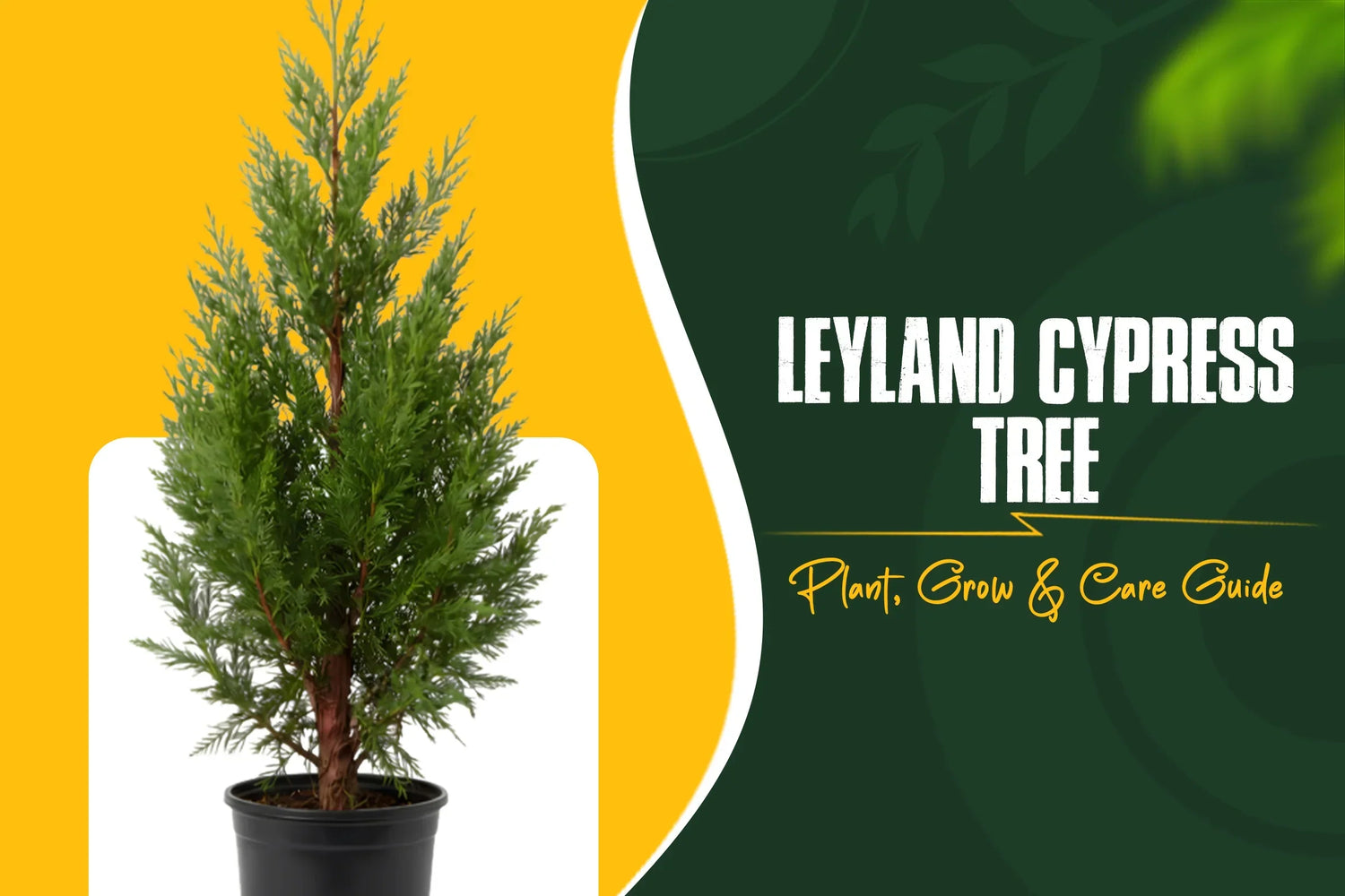 Leyland cypress tree plant grow care guide