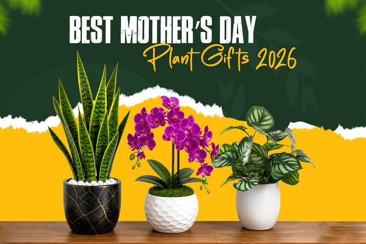 indoor plant gift for mom home decor plants 2026 