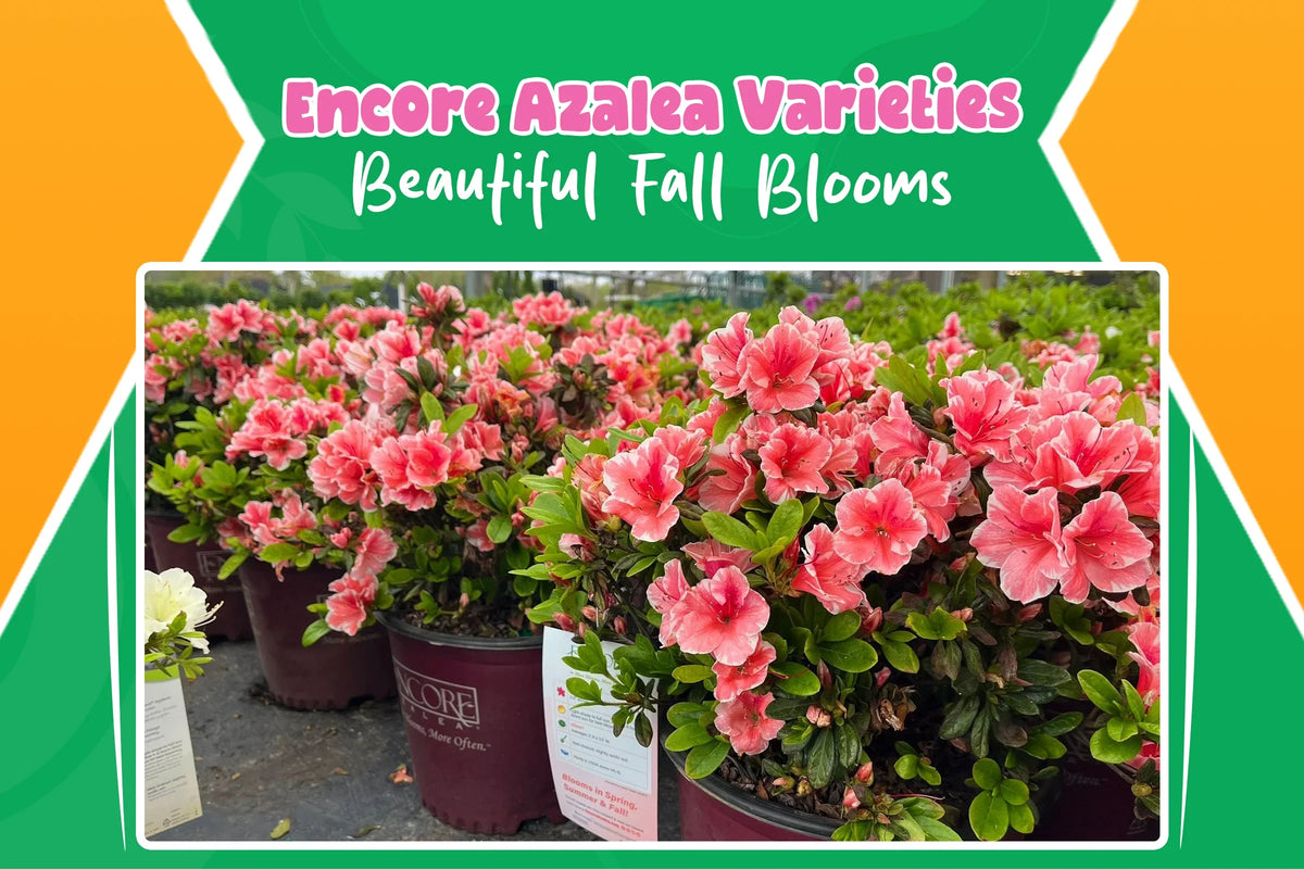 Encore Azalea Varieties for Fall: Colors, Bloom Times & Care Tips