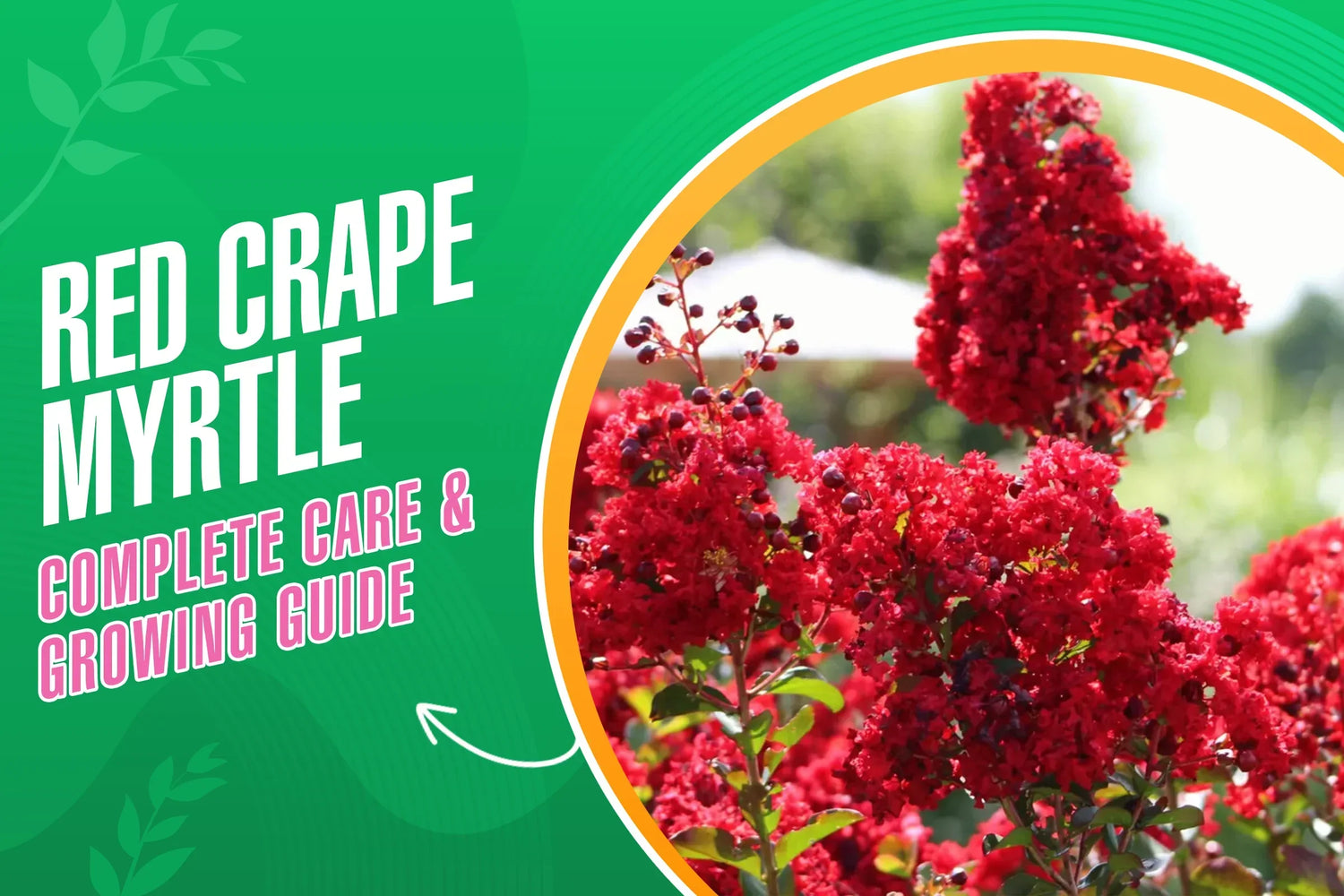 Red crape myrtle planting, growing and care guide