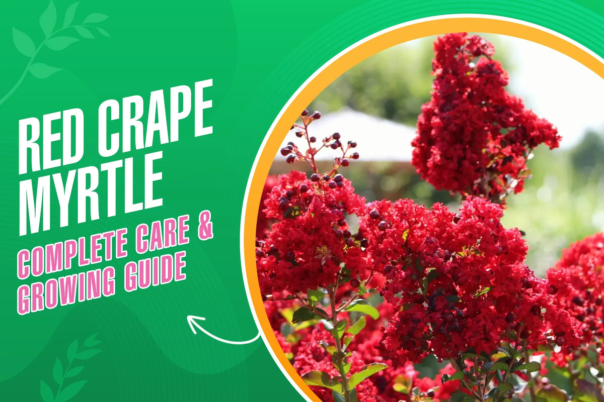 Red crape myrtle planting, growing and care guide