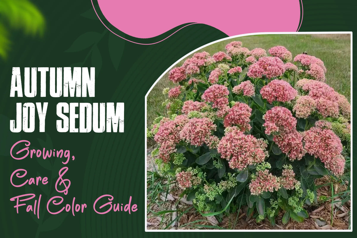 Autumn Joy Sedum planting, care, and fall color guide