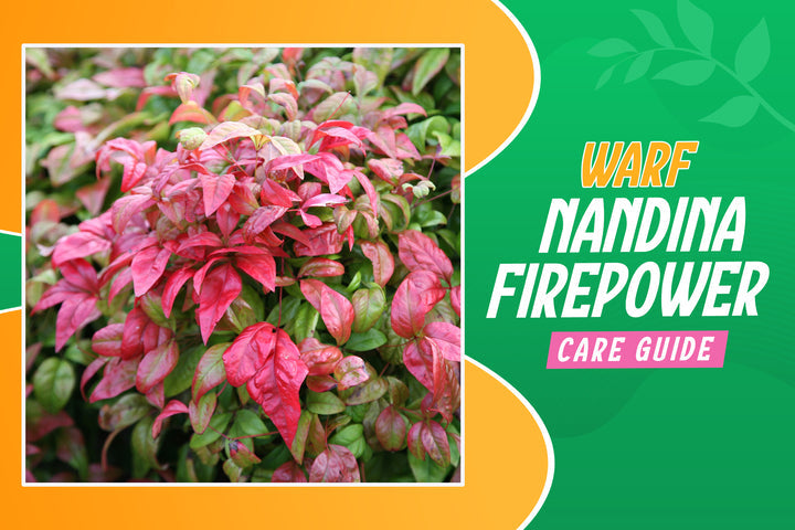 Dwarf Nandina Firepower Shrub: Complete Care & Growing Guide