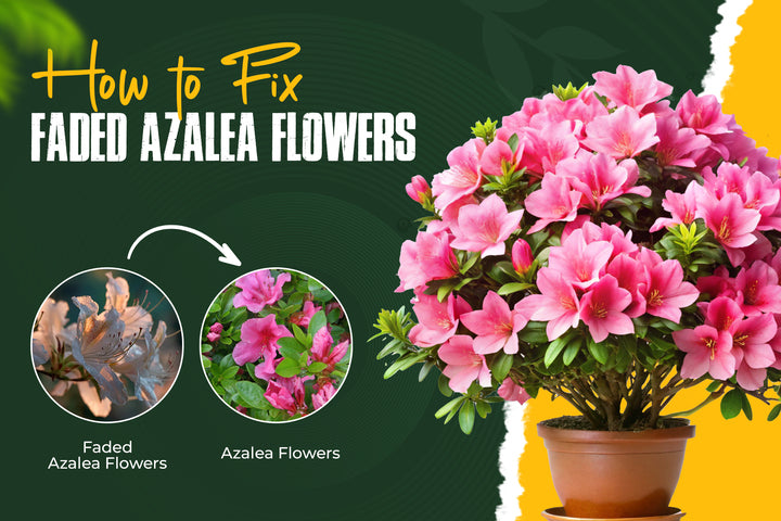 Why Do My Azalea Blooms Look Faded? How to Fix Them
