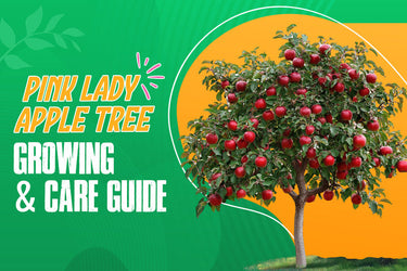 Pink Lady Apple Tree: Complete Grow & Care Guide | Pixies Gardens