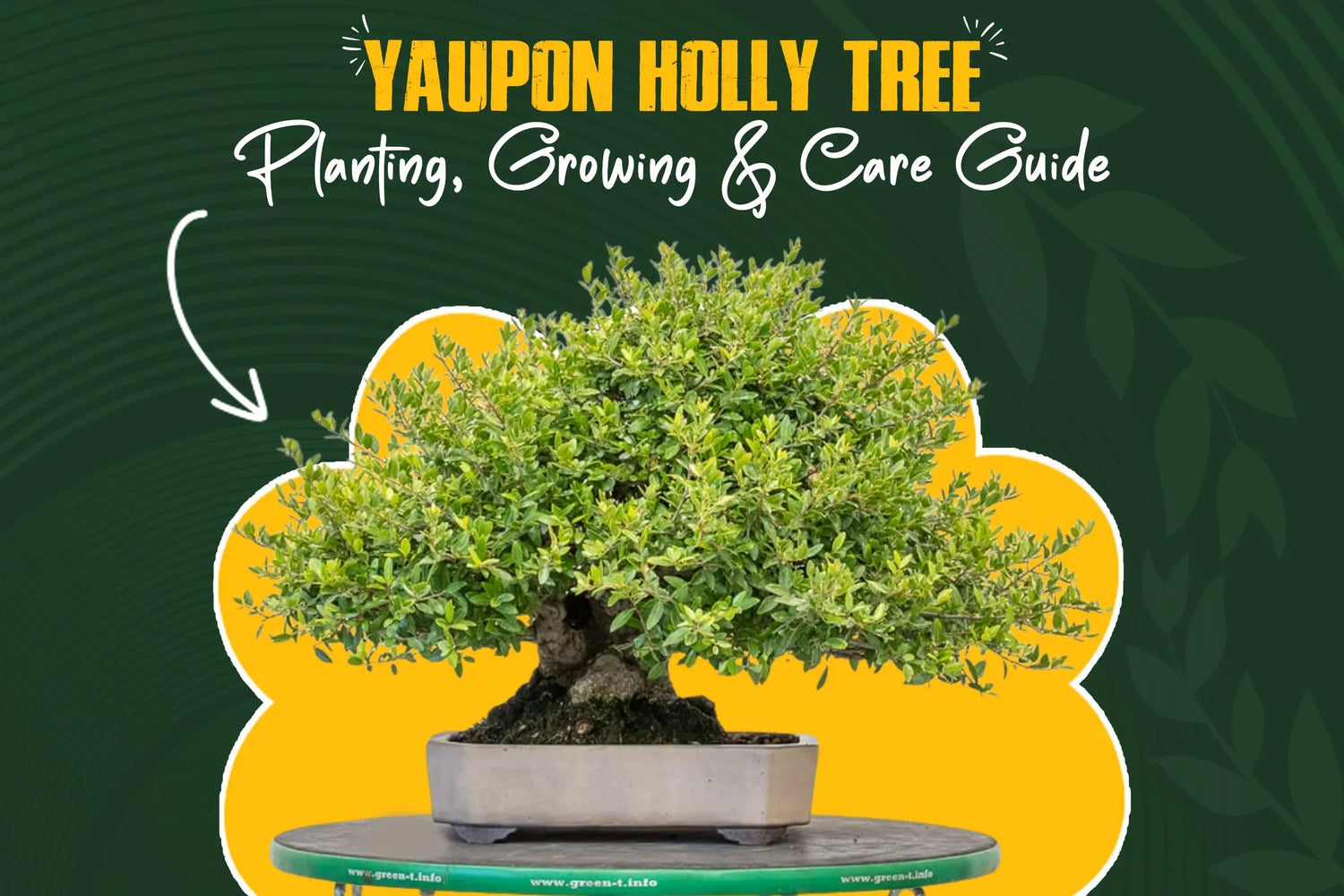 yaupon holly tree planting and care guide