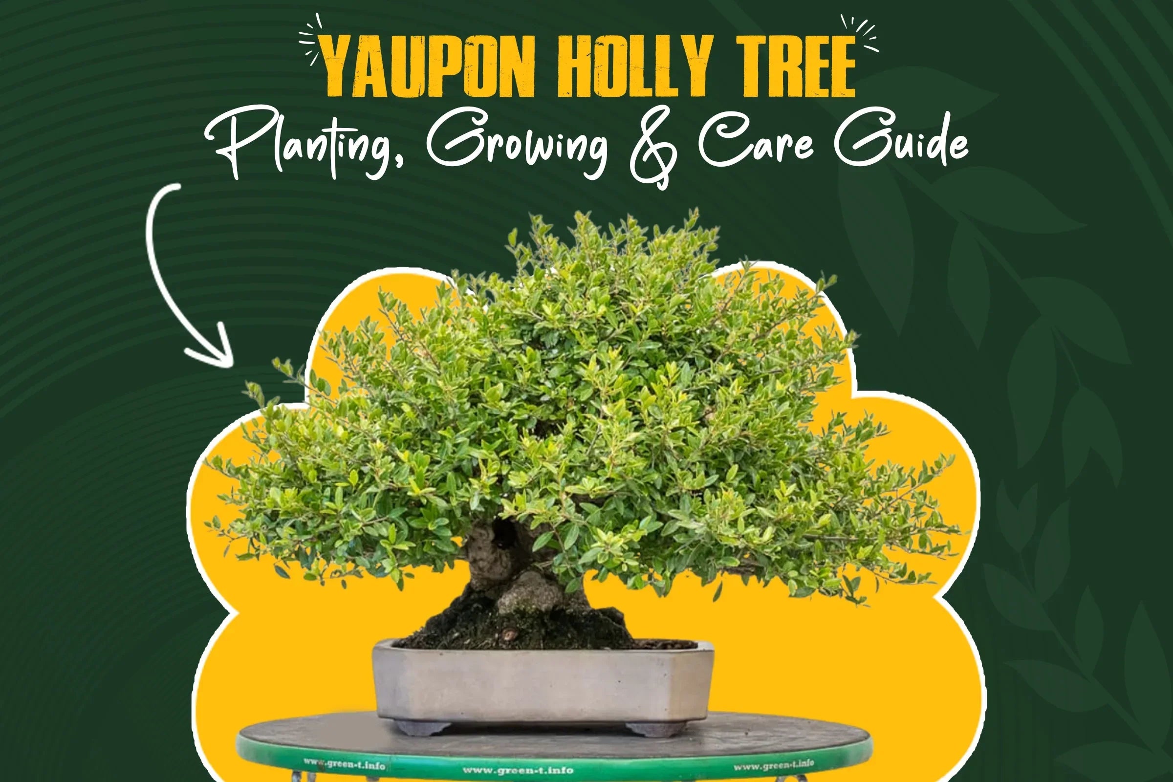 yaupon holly tree planting and care guide