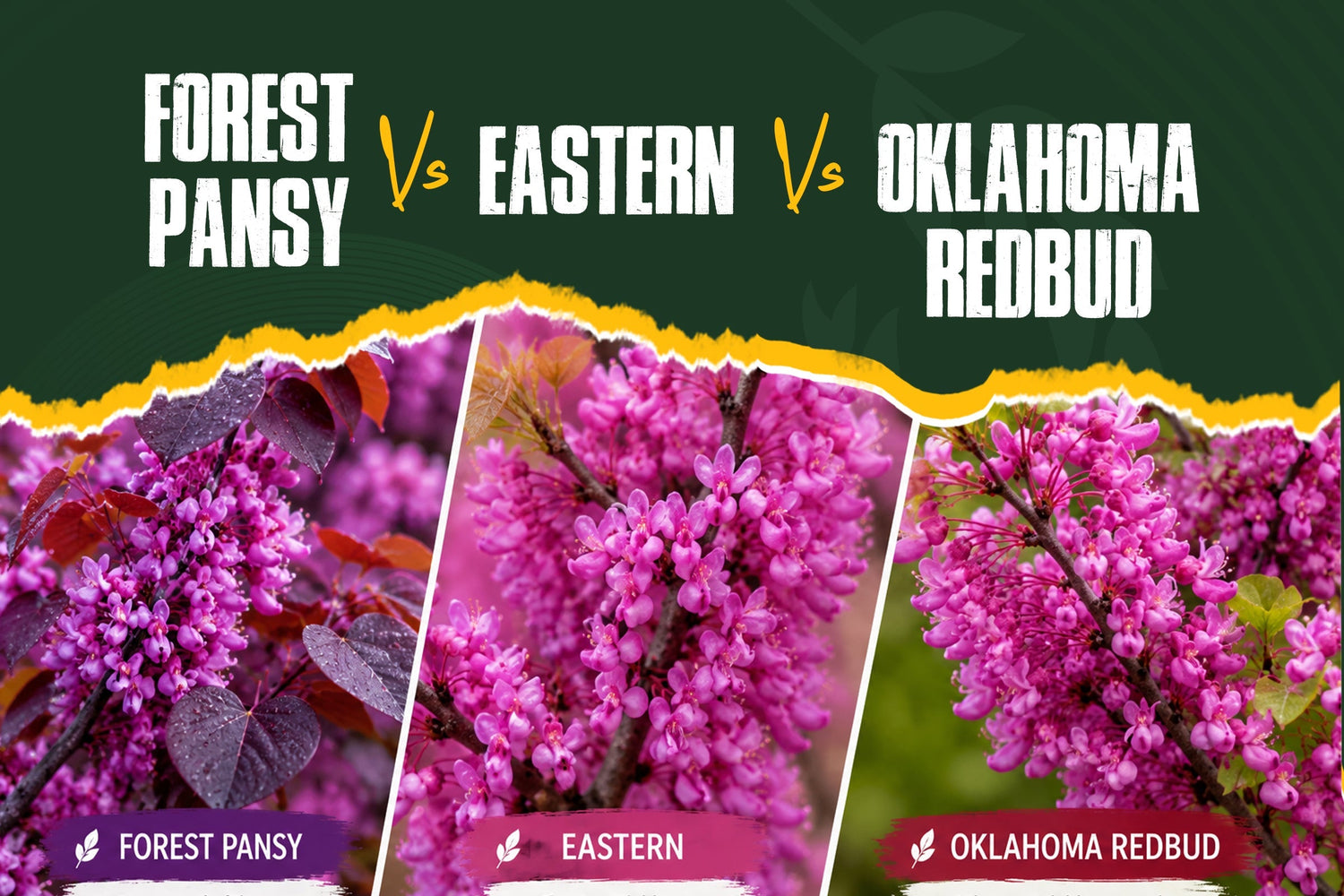 Forest Pansy Redbud vs. Eastern Redbud vs. Oklahoma Redbud - Which One Is Right for Your Yard?