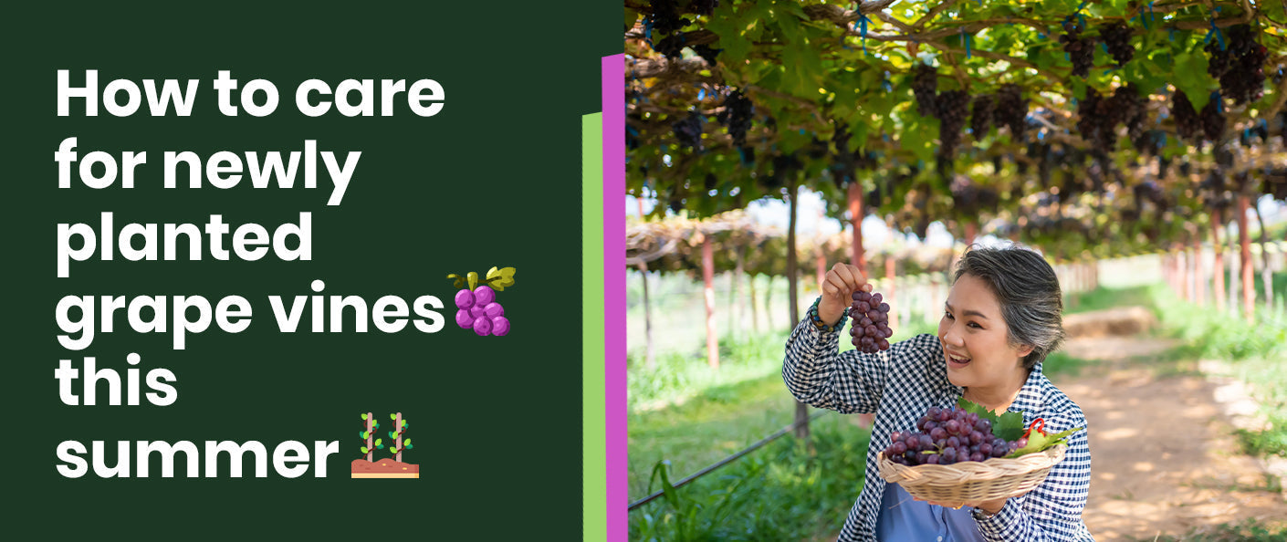 How to care for newly planted grape vines this summer