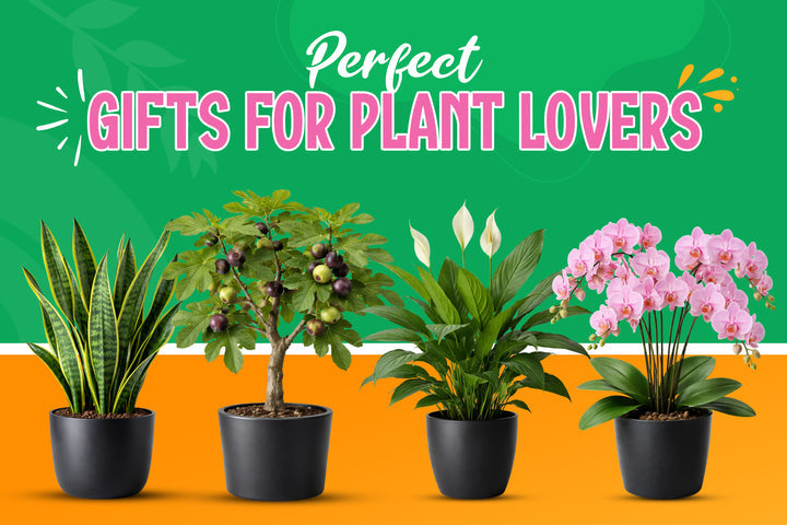 Gifts for Plant Lovers: Indoor & Outdoor Garden Ideas