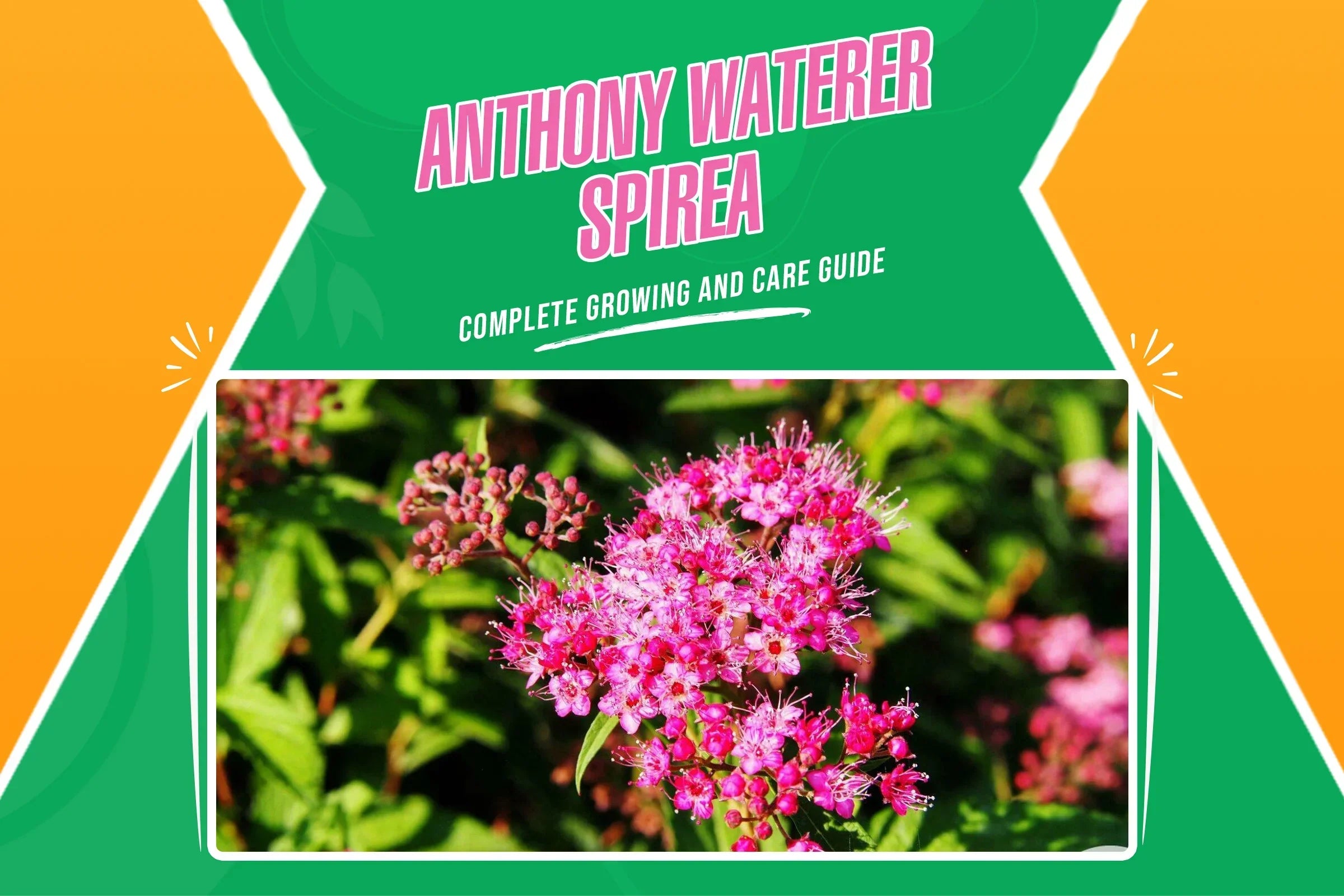 Anthony Waterer Spirea Growing and Care Guide