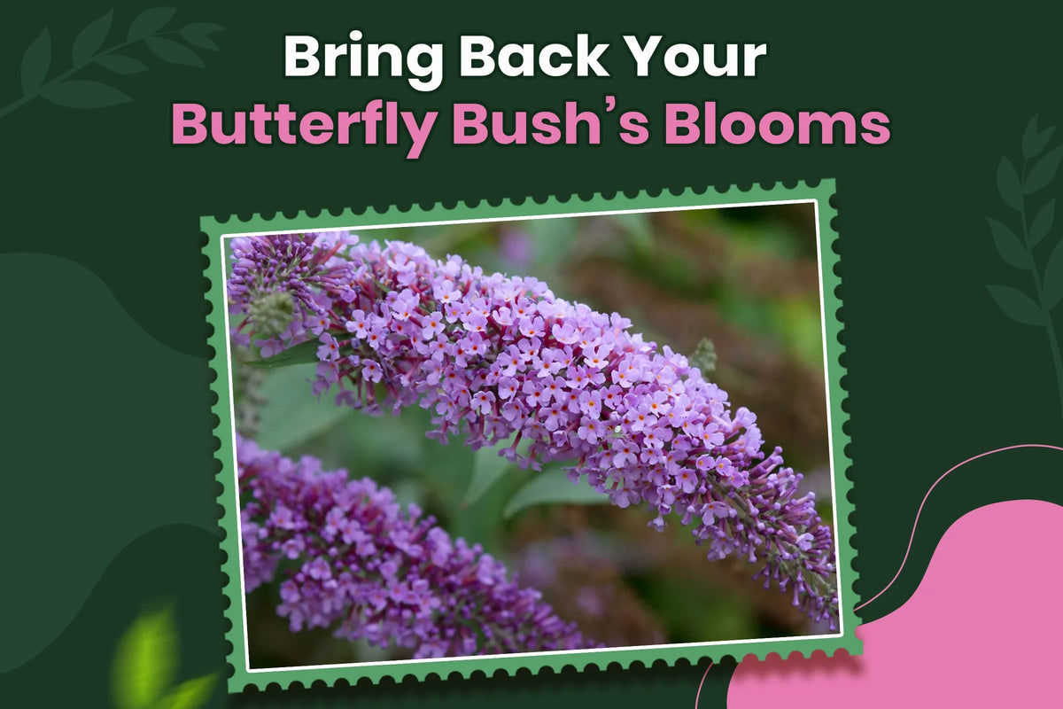 Butterfly bush not blooming problems and solutions