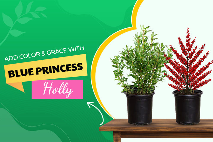 Blue Princess Holly: A Complete Growing & Care Guide