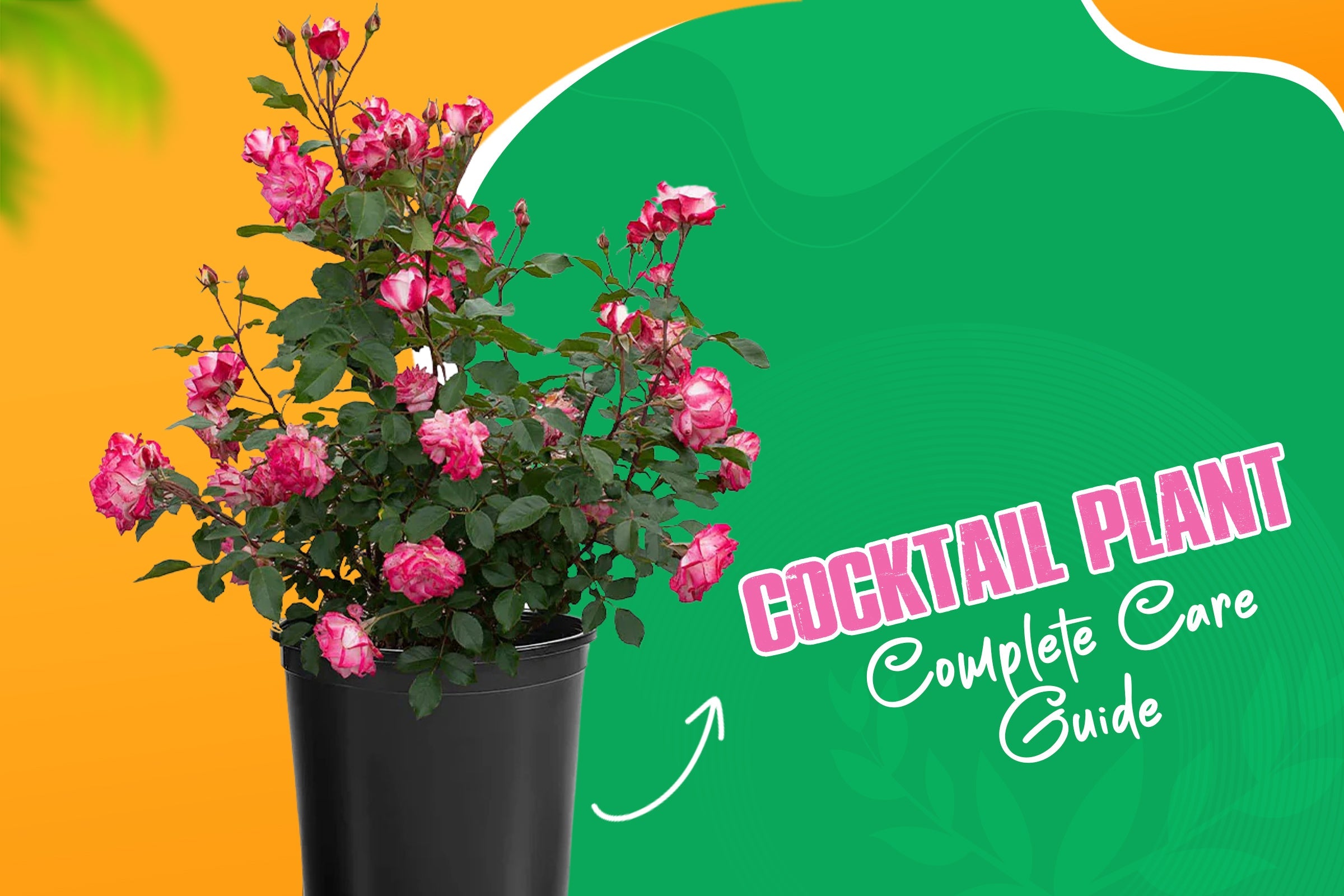 What is a Cocktail Plant and How to take care of them?