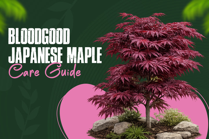 Bloodgood Japanese Maple: Complete Care & Buying Guide