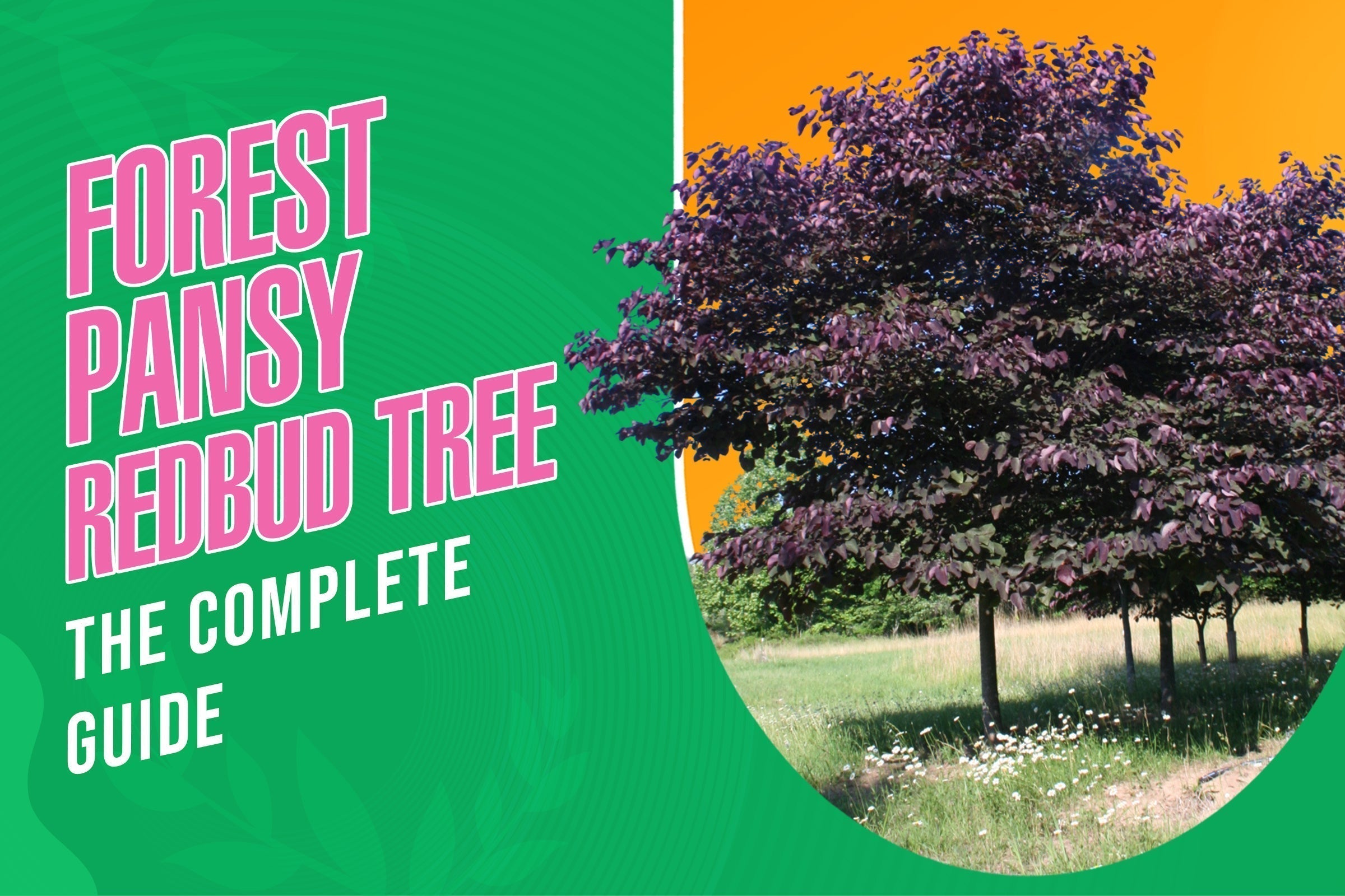 Forest Pansy Redbud tree with vibrant purple foliage in full bloom 