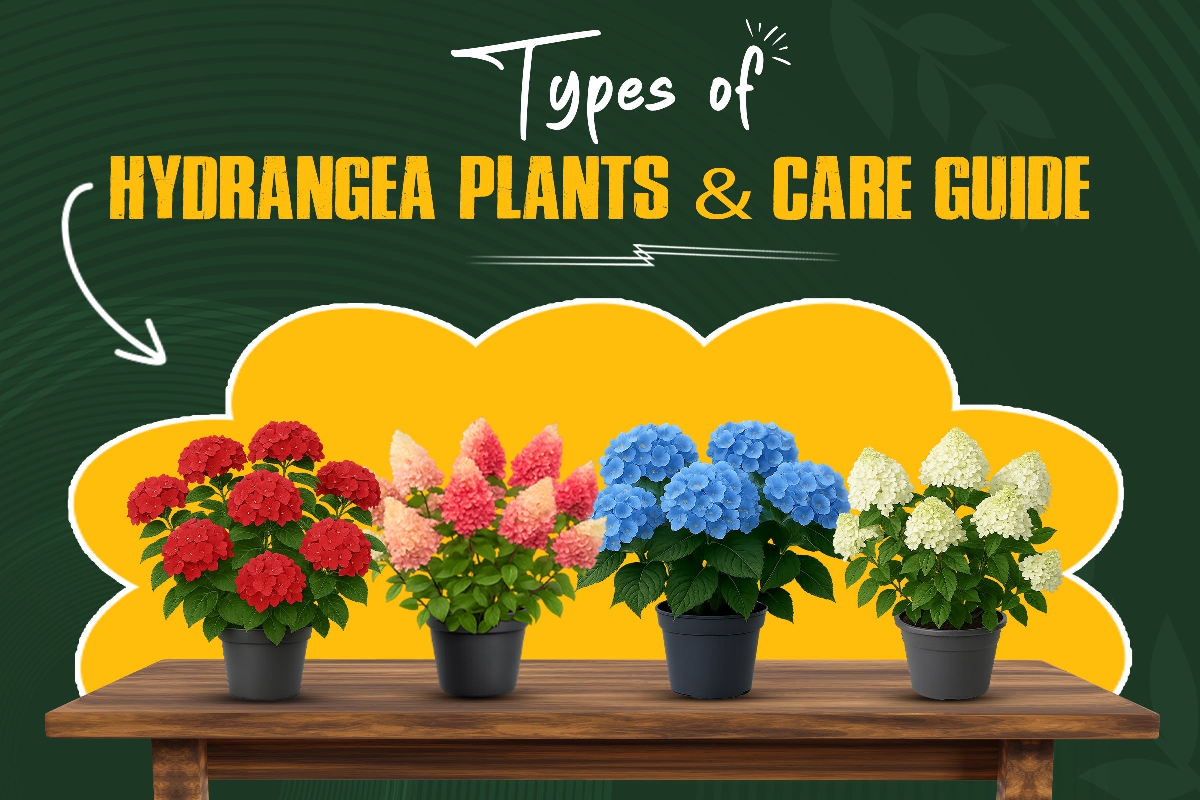Types of Hydrangea plants and how to take care of them