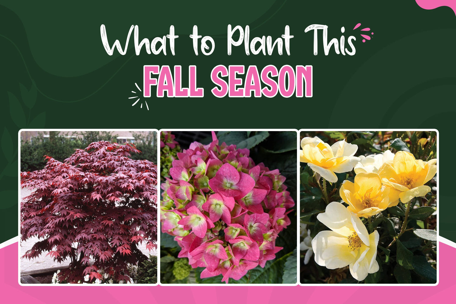 What to Plant for Fall | A Simple Guide to Trees, Flowers, and Plants