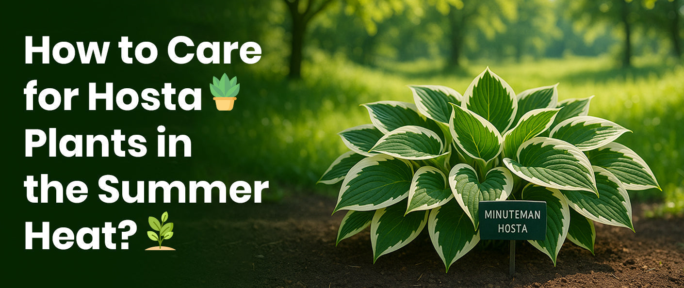 How to Care for Hosta Plants in the Summer Heat?