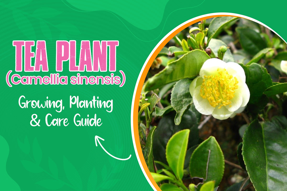 Camellia sinensis growing, planting and care guide