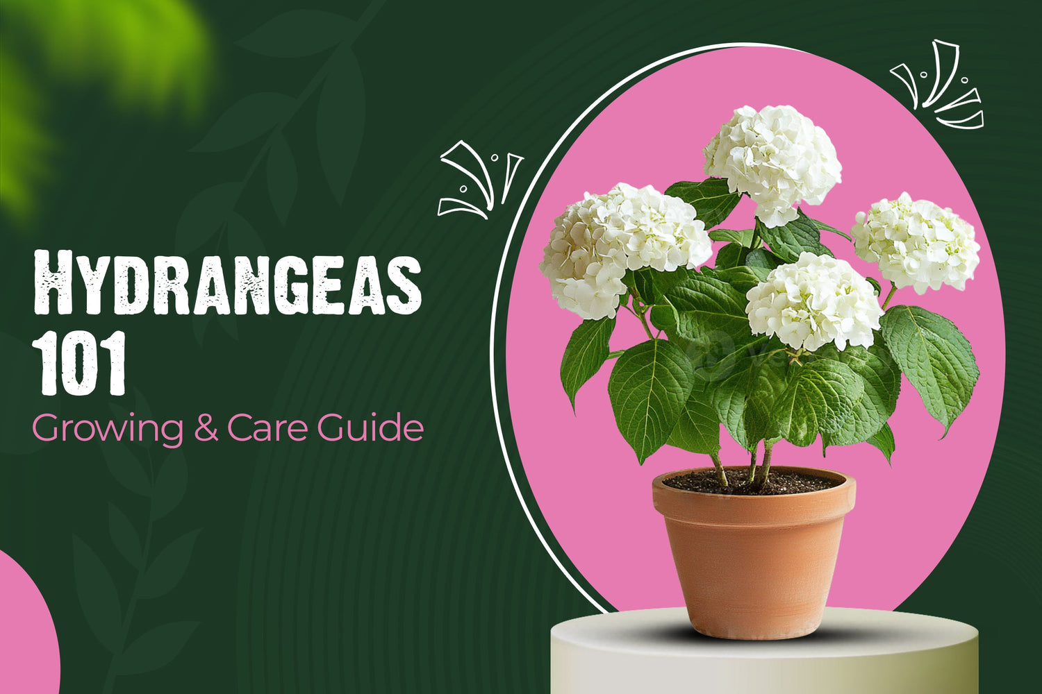 Hydrangeas 101: A Complete Guide to Growing and Caring