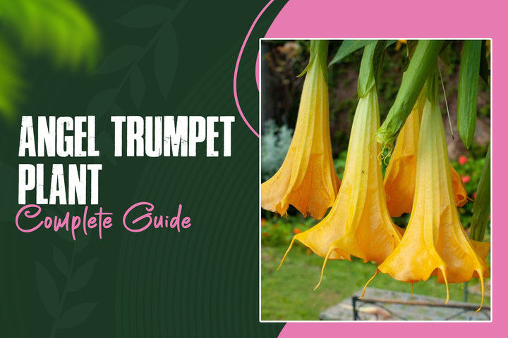 Angel Trumpet Plant (Brugmansia): Care Guide, Varieties & Growing Tips