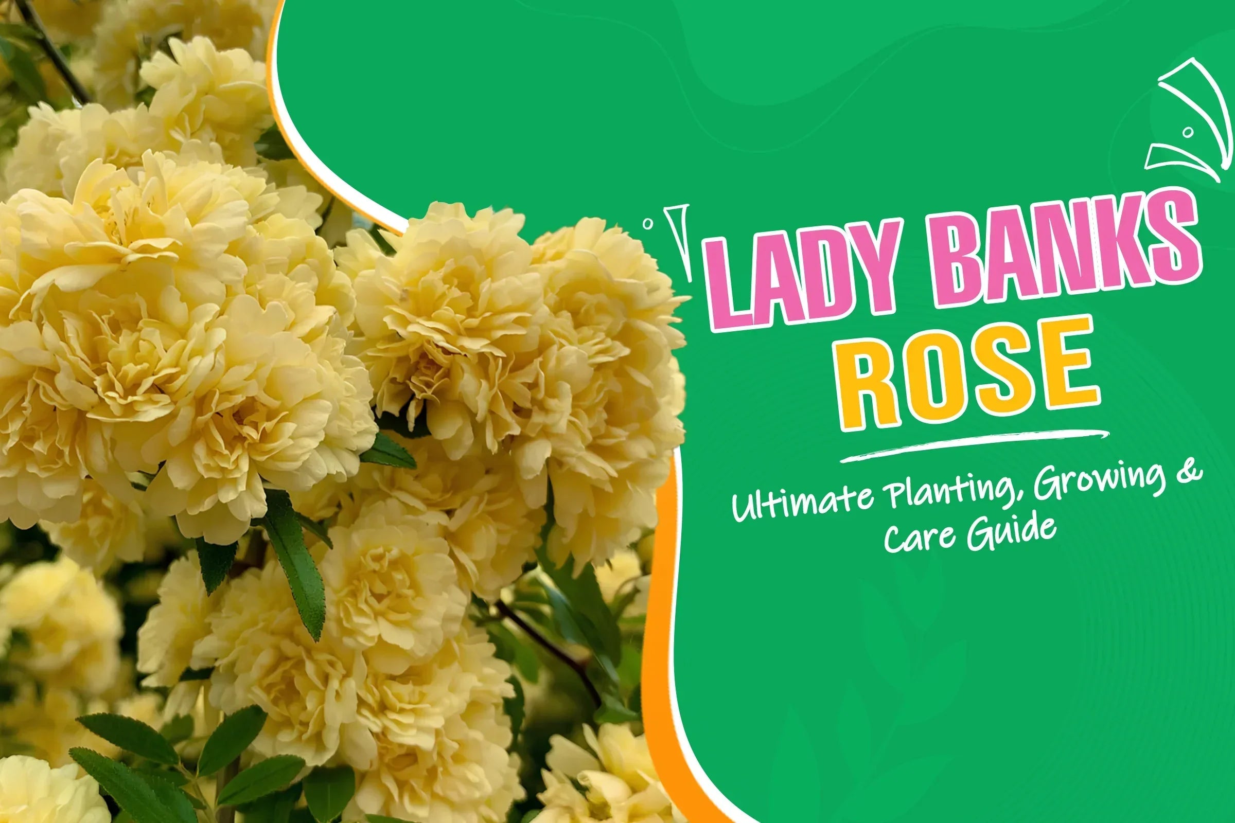 Lady Banks Rose Planting, Growing and care guide