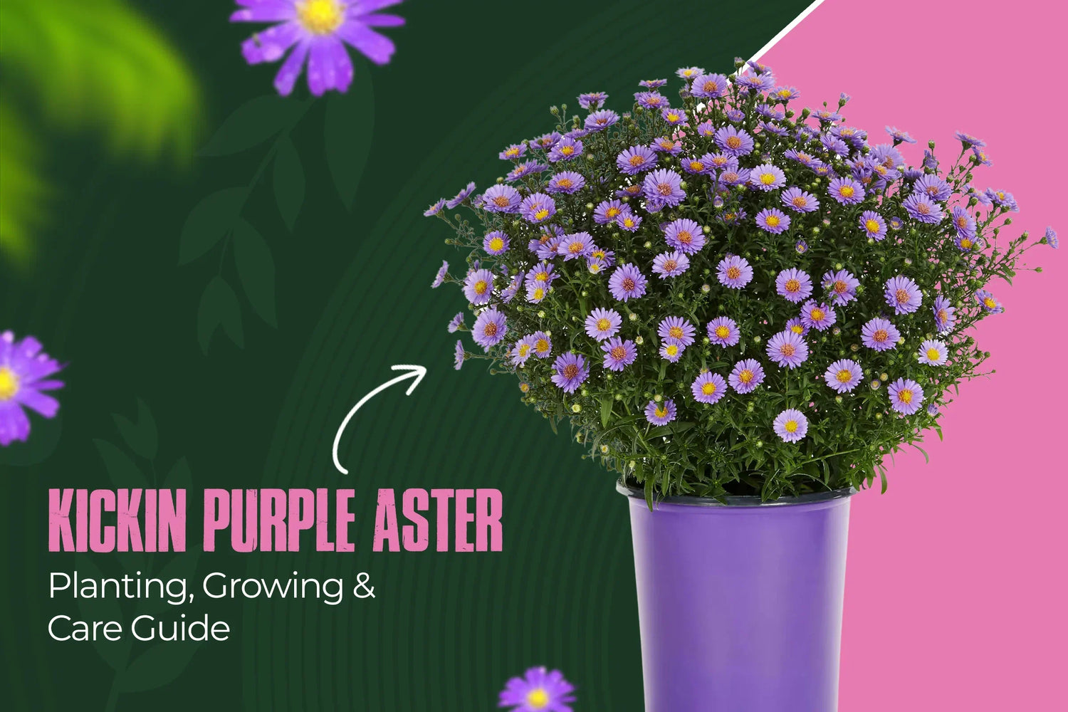 Kickin Purple Aster planting, care, and purning guide