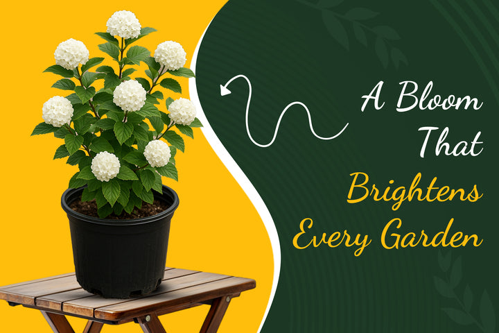 Chinese Snowball Viburnum – Care, Growth & Planting Guide for Spring Blooms