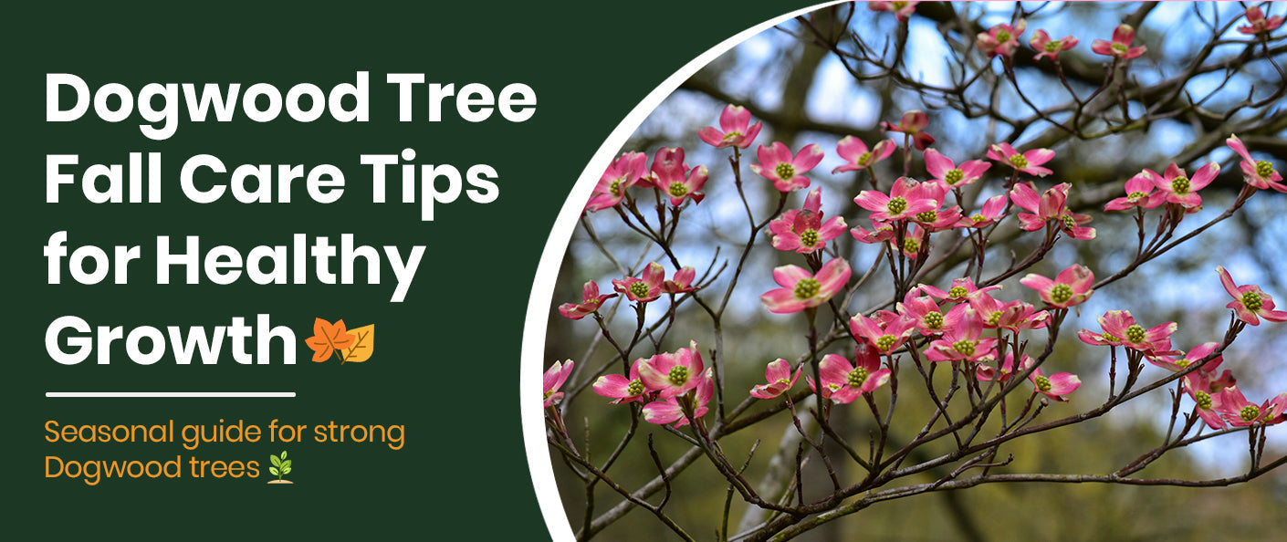 How to Care for Dogwood Trees in Fall: Seasonal Tips for Healthy Growth
